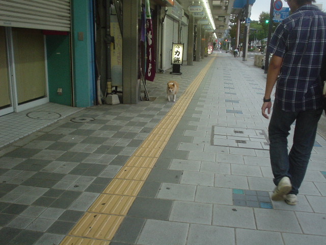 動物の画像