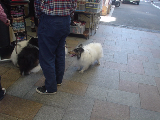 動物の画像