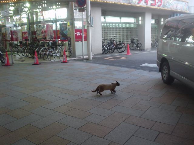 動物の画像