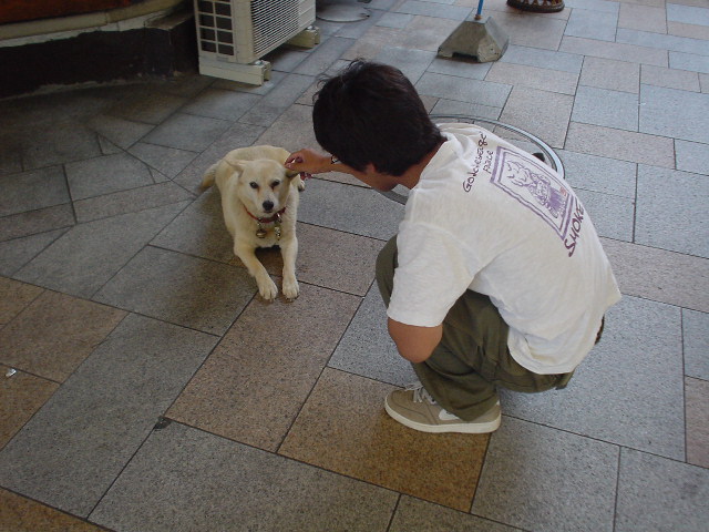 動物の画像